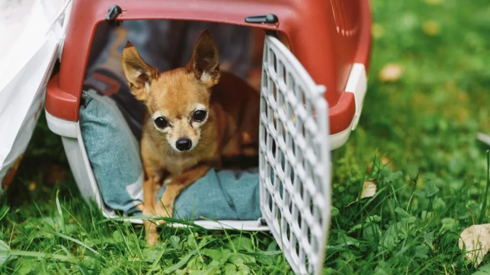 Pojuca oferece castração gratuita de cães e gatos; veja como cadastrar o animal